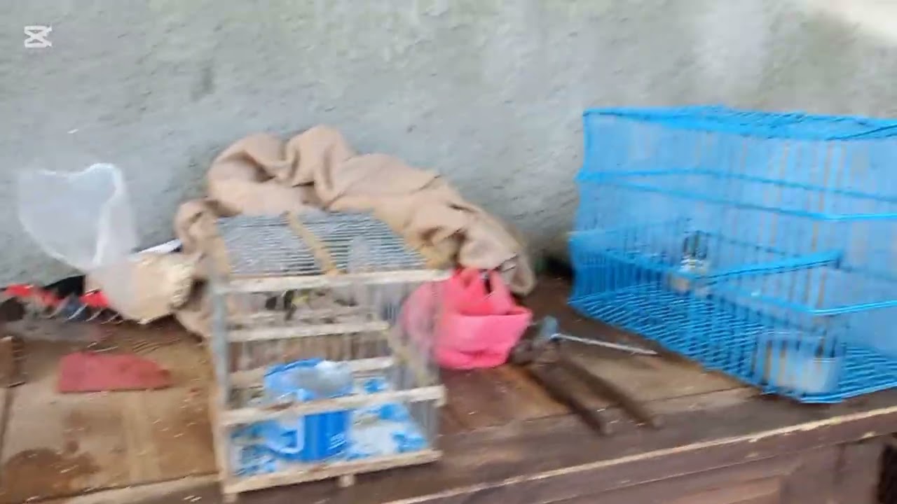 Como amansar los pajaros 