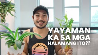 MGA HALAMAN NA MABISANG PANG HAKOT NG PERA?