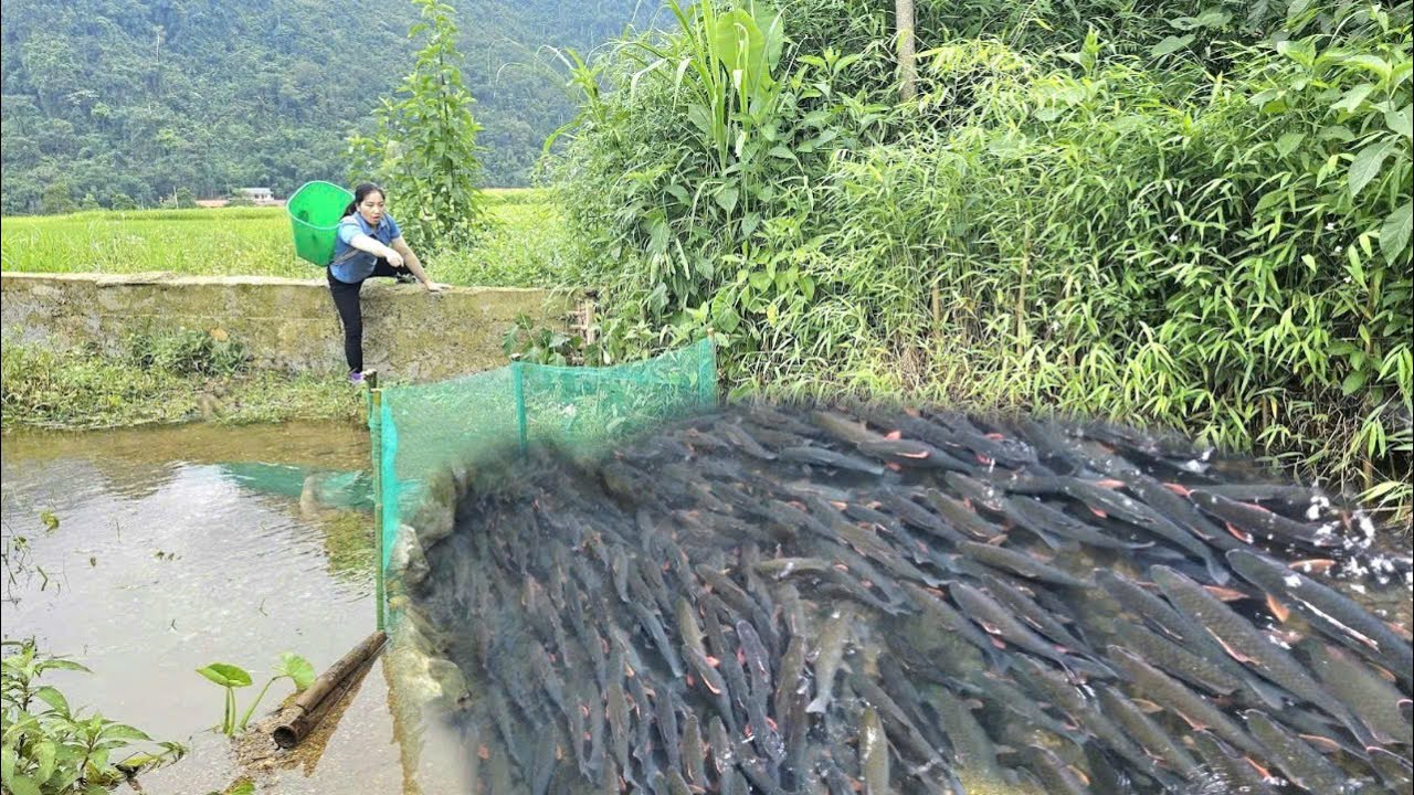 The girl uses a net to trap fish during the flood season. Mai Hieu ...