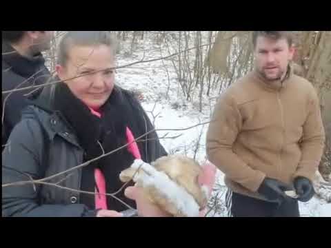 Video: Høstning Af Svampe Til Vinteren