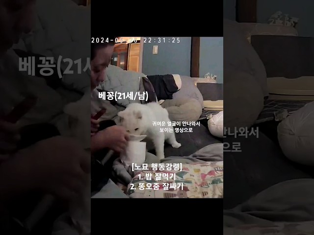 노묘 행동강령