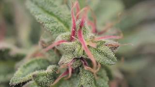 QUAL TEMPERATURA NA FLORAÇÃO - CUPOM10%OFF GROW POWER CULTIVO INDOOR MACONHA CANNABIS KIT ESTUFA