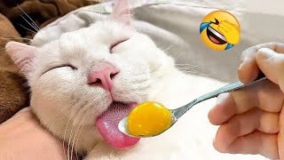 Real Funny Cats Part 07