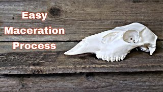 Easy Skull Maceration Process