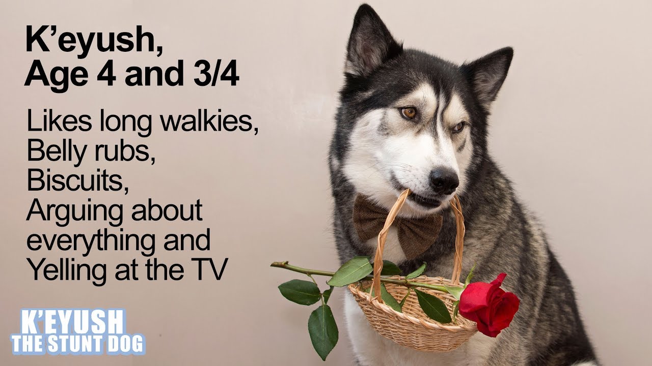 My Huskys Funny Dating Profile Happy Valentines Day