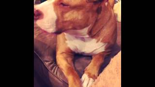 Stop Motion Pitbull, Caesar.