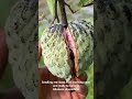Red ilama fruit ready for harvest in Florida Mp3 Song