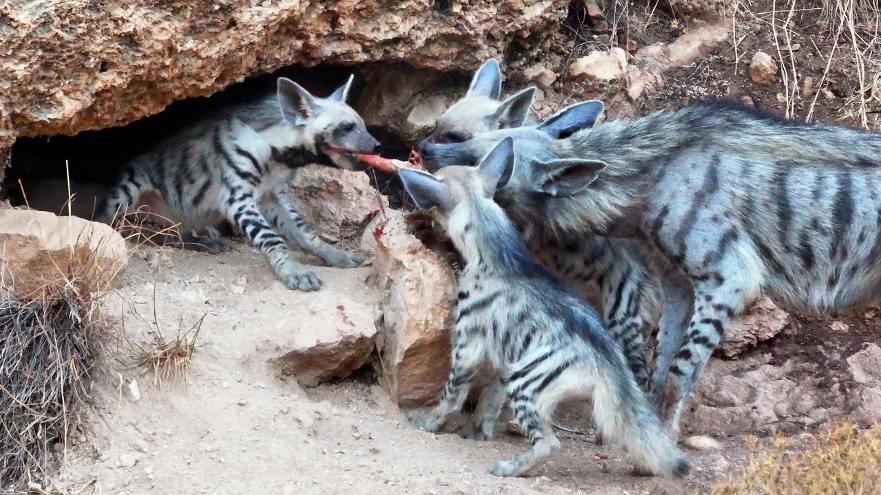 2 What Do Striped Hyenas Eat 2 Jackal Pup 2-what-do-striped-hyenas-eat-2-jackal-pup