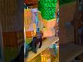 Summon Enderman10 minecraft