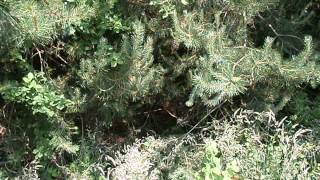 pine needles or Rhubarb make great acid soil - blueberry and how to make acid soil