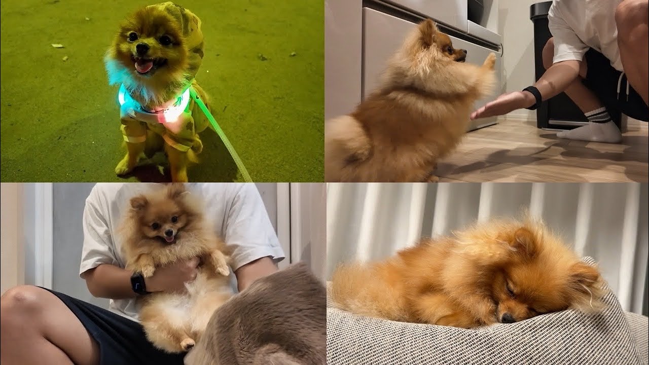 【生後10ヶ月】子犬ポメラニアンのナイトルーティン