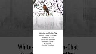 White-browed Robin-chat | Making Africa Heard Sound Library