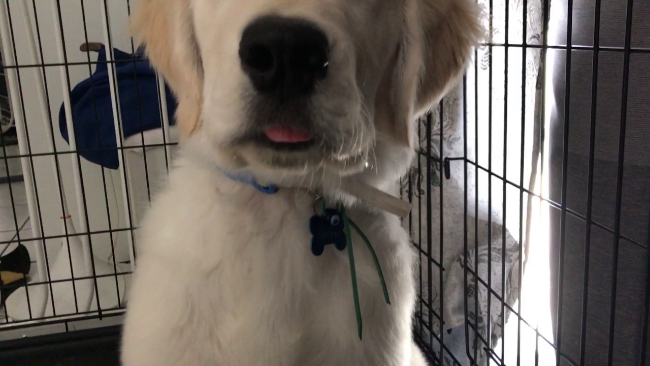 Drooling golden retriever puppy waits for food. YouTube