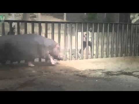 ჰიპოპოტამი ბეგი მომვლელს ეთამაშება / Hippo Beggy plays with his keeper