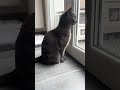 Toujours là pour rapporter les potins #chat #cat