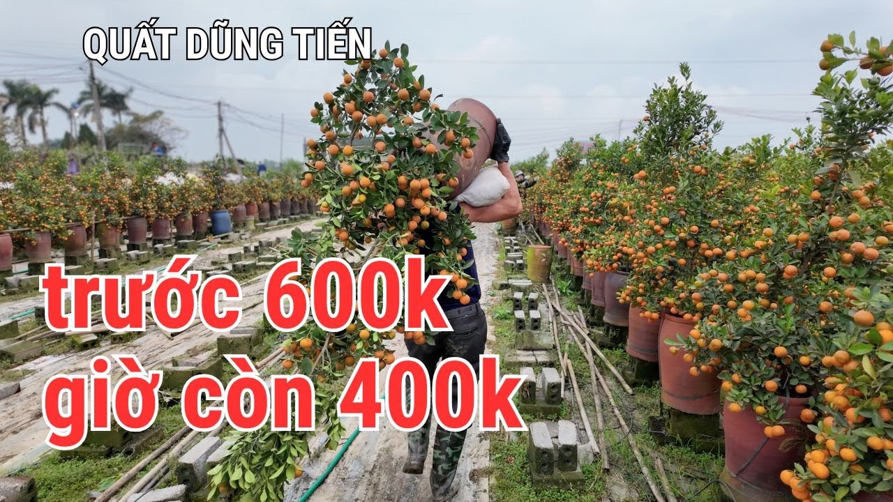Vẫn là những gốc quất Tết 