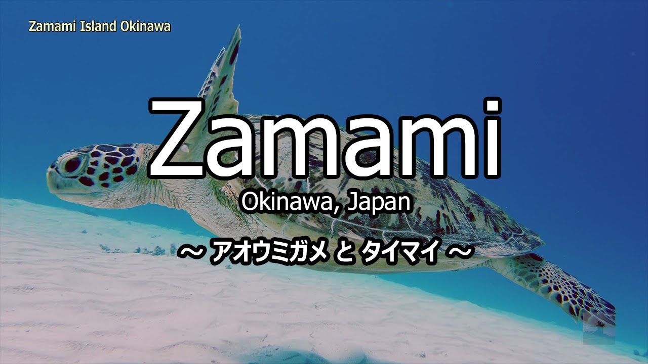 水中撮影 アオウミガメとタイマイ @ 沖縄 座間味島 4K 60p - Green turtle & Hawksbill turtle @ Okinawa Zamami Island