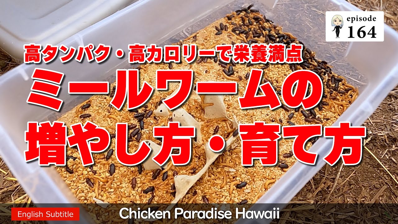 【100均の容器でできる】ミールワーム（ミルワーム）の増やし方・育て方/高タンパク・高カロリーで栄養満点 EP164