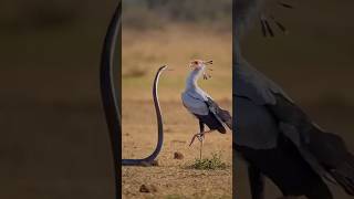 Secretary bird eating a snake |