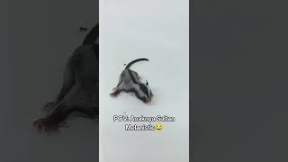 Bayi2 Sugar Glider Sultan Melanistic #sugargliderlover #pets #animals