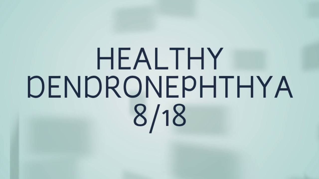 HEALTHY DENDRONEPHTHYA 8/18
