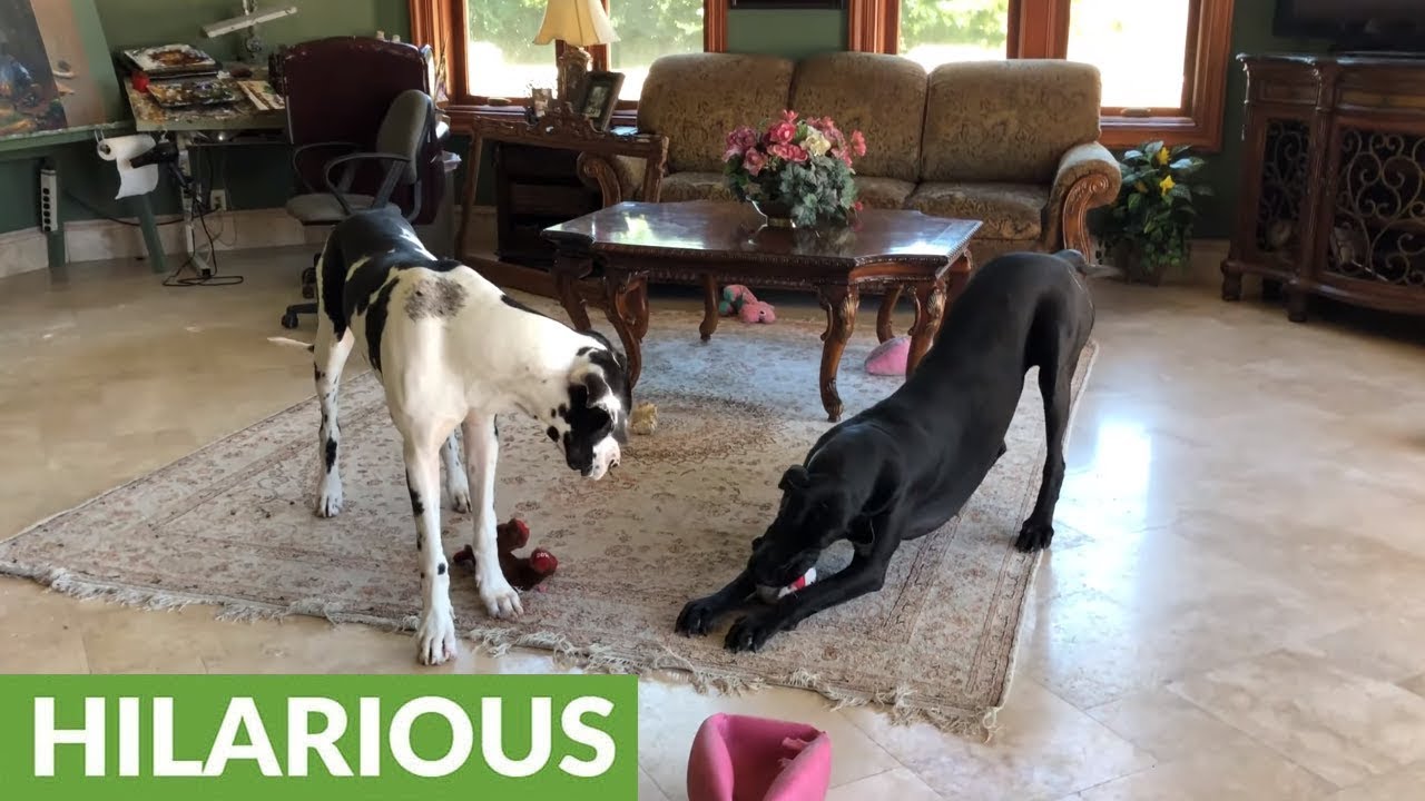 videos for cats Great Dane puppy can't get enough of play time