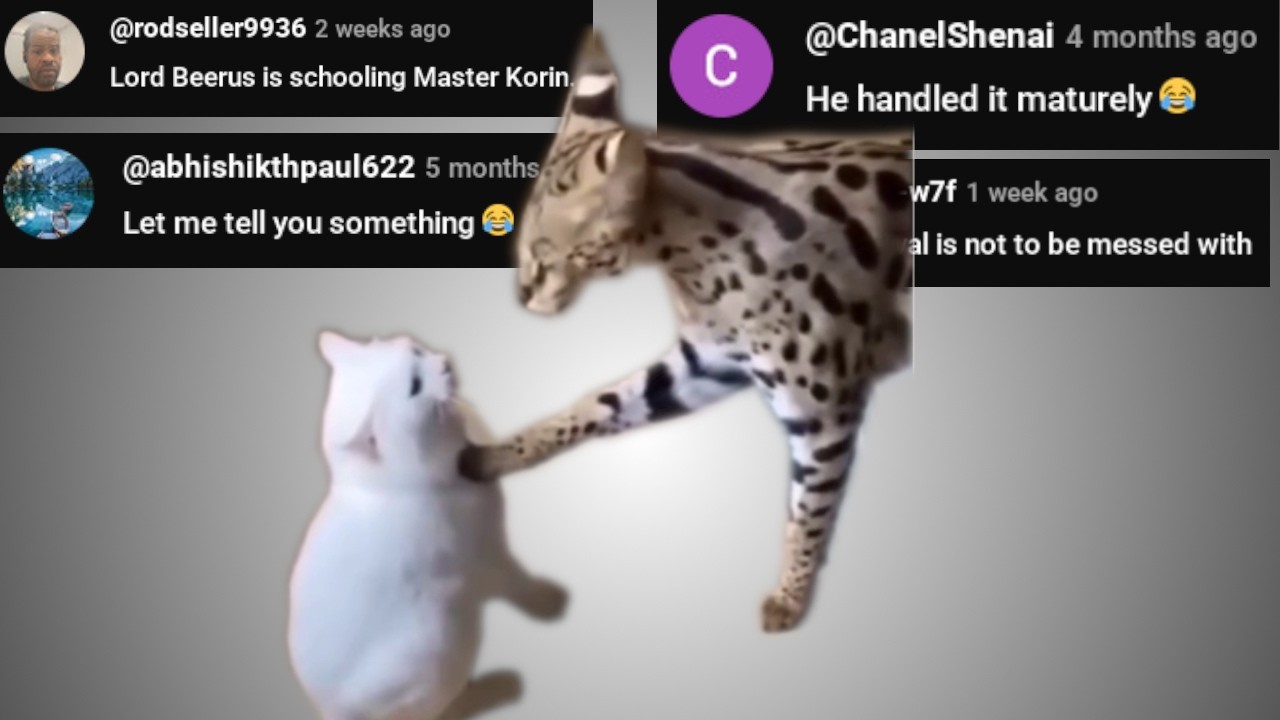Cat Speaks 𝔈𝔫𝔤𝔩𝔦𝔰𝔥 - Chat Music