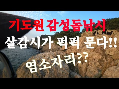 39+ 가덕도 감성돔 포인트 Background