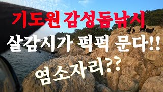[바다낚시] 초 가을 9월 ☆감성돔☆ 추천 포인트 최고의 감성돔 포인트!! 가덕도 기도원 12번 염소자리!!