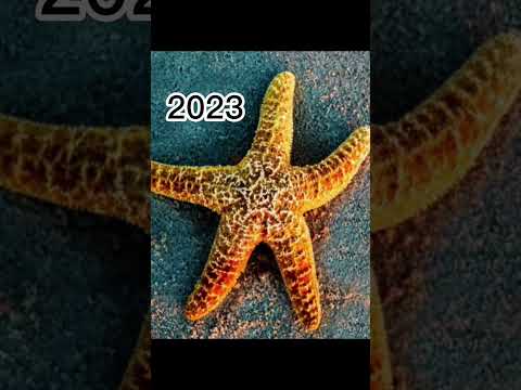 2023 starfish and 5000 bce starfish #ninja 👉edits➡️up#shorts video#viral video