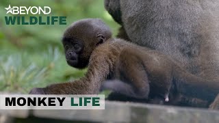 S9E16 | Olivia Shows Of Her Skills As She Becomes More Independent | Monkey Life | Beyond Wildlife