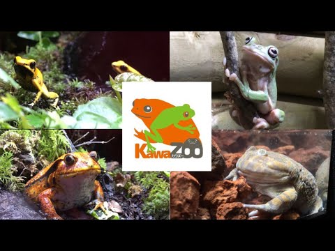 カエル好き必見 日本最大のカエル館kawazoo カワズー に行ってきた Youtube