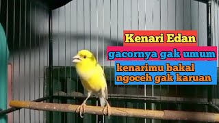 kenari edan gak mau diam pasti kenarimu nyaut gak karuan