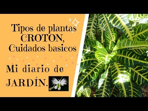 Video: Variedades de Croton: aprenda sobre los diferentes tipos de plantas de Croton