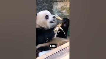 Can Pandas Communicate with Humans? #panda #shortvideo #shorts