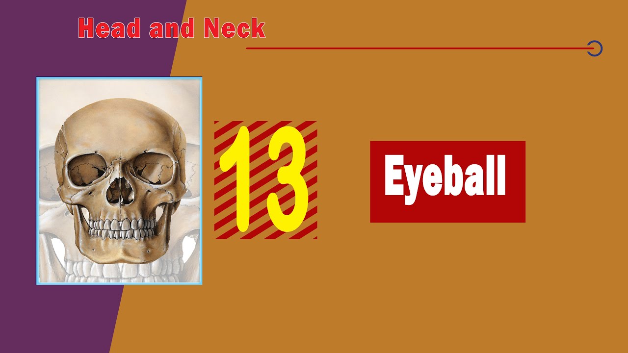 𝟏𝟑. 𝐄𝐲𝐞𝐛𝐚𝐥𝐥 (𝐂𝐨𝐚𝐭𝐞𝐬 𝐨𝐟 𝐭𝐡𝐞 𝐞𝐲𝐞𝐛𝐚𝐥𝐥 𝐚𝐧𝐝 𝐫𝐞𝐟𝐫𝐚𝐜𝐭𝐨𝐫𝐲 𝐦𝐞𝐝𝐢𝐚 👁️ (مقلة العين)