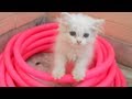 Funny persian cat in playful mood