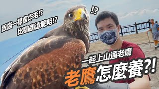 花費要XX萬!? 不回家怎麼辦?【史考特】Ft.老K馴鷹 by  史考特 Walking Wild 71,140 views 2 years ago 9 minutes, 9 seconds