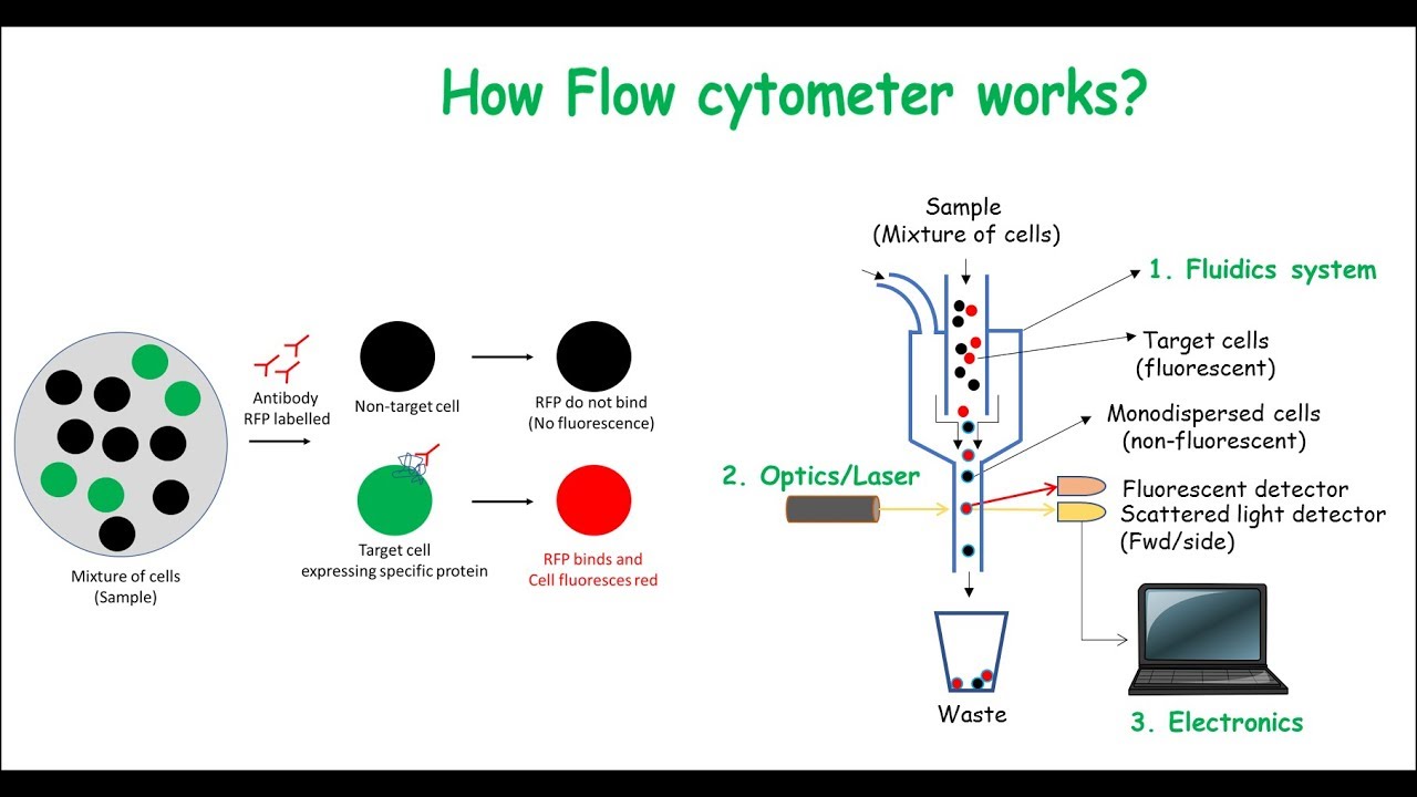 Flow cytometry : basic principles  What the use of flow cytometry