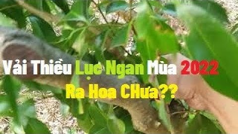 Vải Thiều Lục Ngạn, Vải Thanh Hà Nhà Các Bác Ra Hoa Vụ 2022 Chưa I Nui Doi Luc Ngan 98