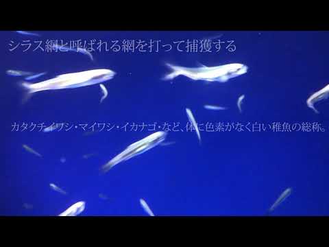 高津麻都香 NO.20 Takatsu Madoka ISVP【シラス説明ナレーション】
