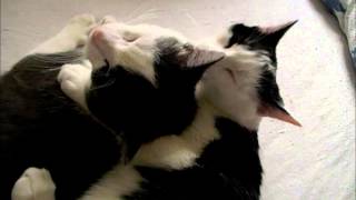 Somewhere Over the Rainbow- my cats- singt Dorota Panek Schünemann