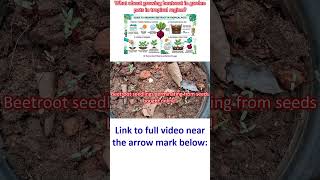 What about growing beetroot in garden pots in tropical region?
