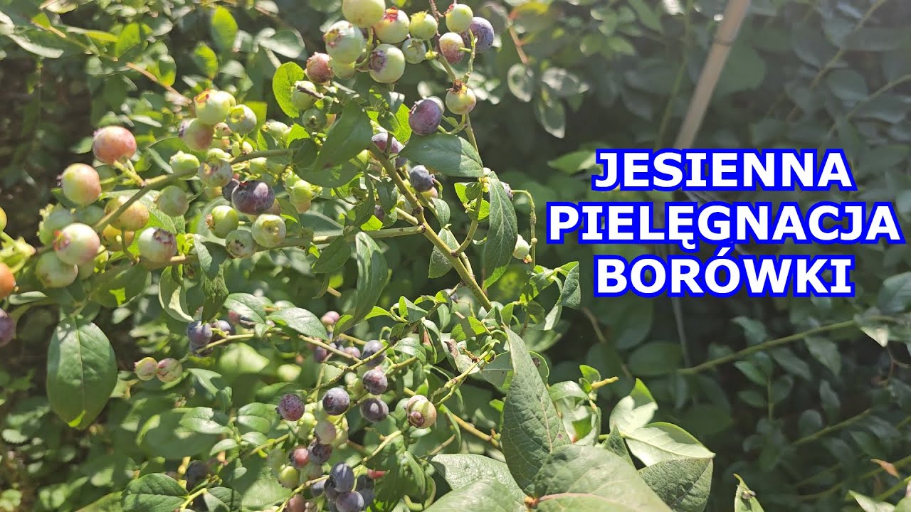Jesienna Pielęgnacja Borówki - Oprysk, Nawożenie, Podlewanie, Uprawa ...