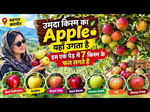कश्मीर के इस सेब के बाग में एक पेड़ पर 7 किस्म के सेब! | Budgam Kashmir Apple Garden