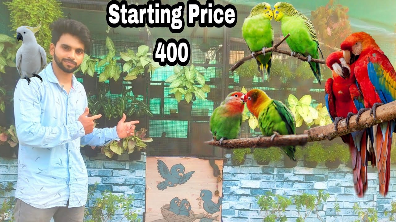 EXOTIC BIRDS Sale in Low Rate Cheapest Birds Sale Birds for sale