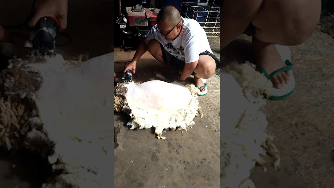 Cara mencukur domba kambing DombaKambing com 