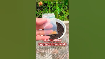 How to Grow Eggplant from Seeds