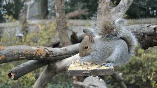 ABY 040 Soft Rain Starting to Fall  CatTV  Videos for Cats  Squirrel, Bird Feeder, Cardinal, Dove
