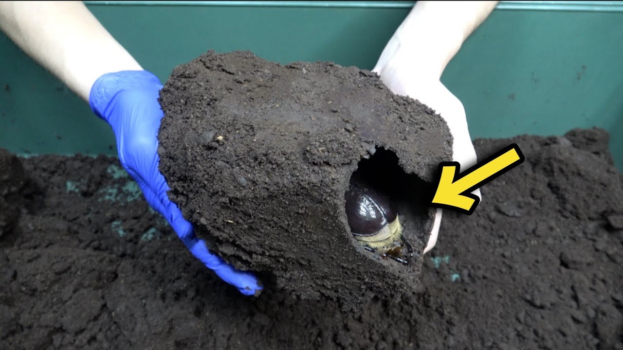 Something dangerous has emerged from the larvae I've been raising